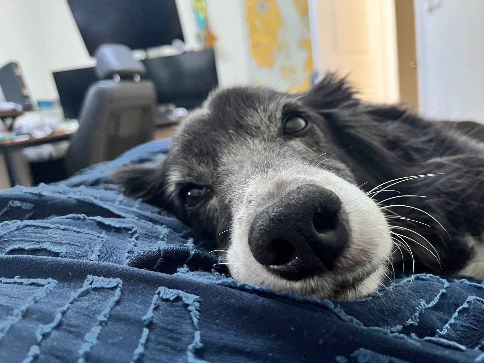 Fiona's dog