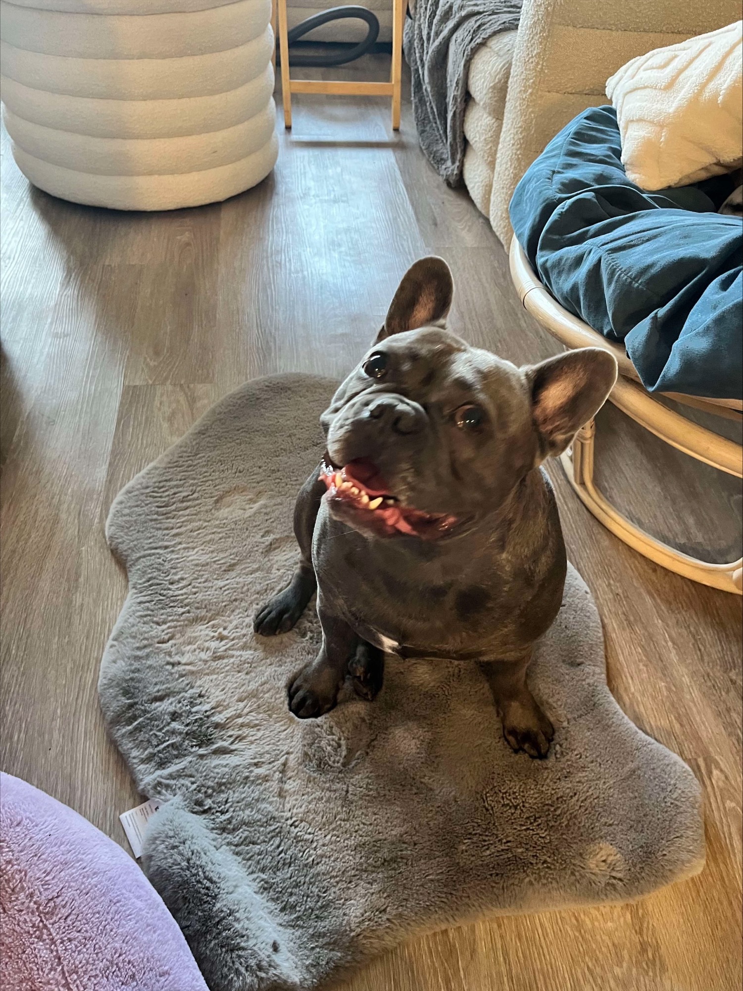 Professional Pet Sitting Services