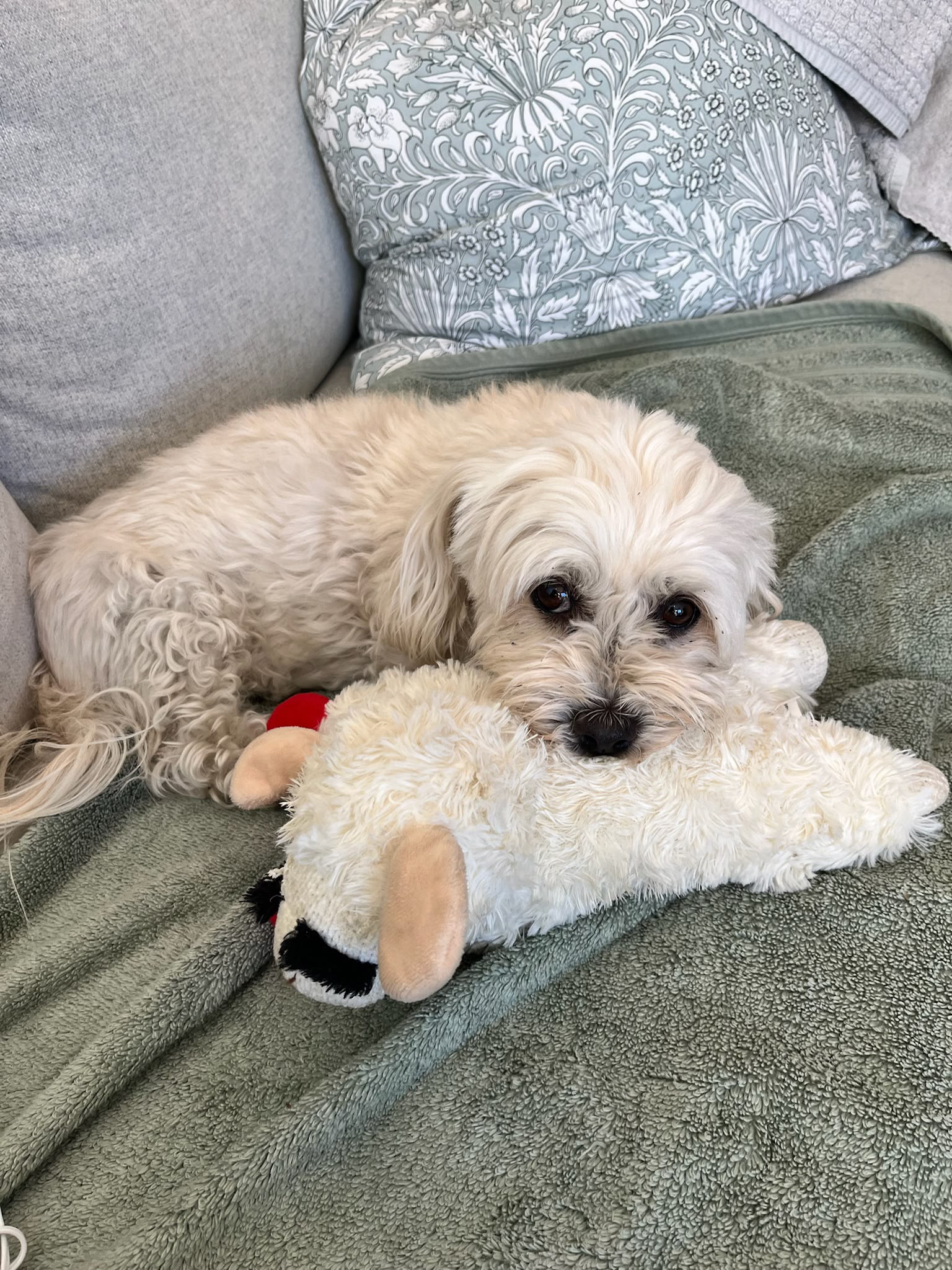 Katie's dog