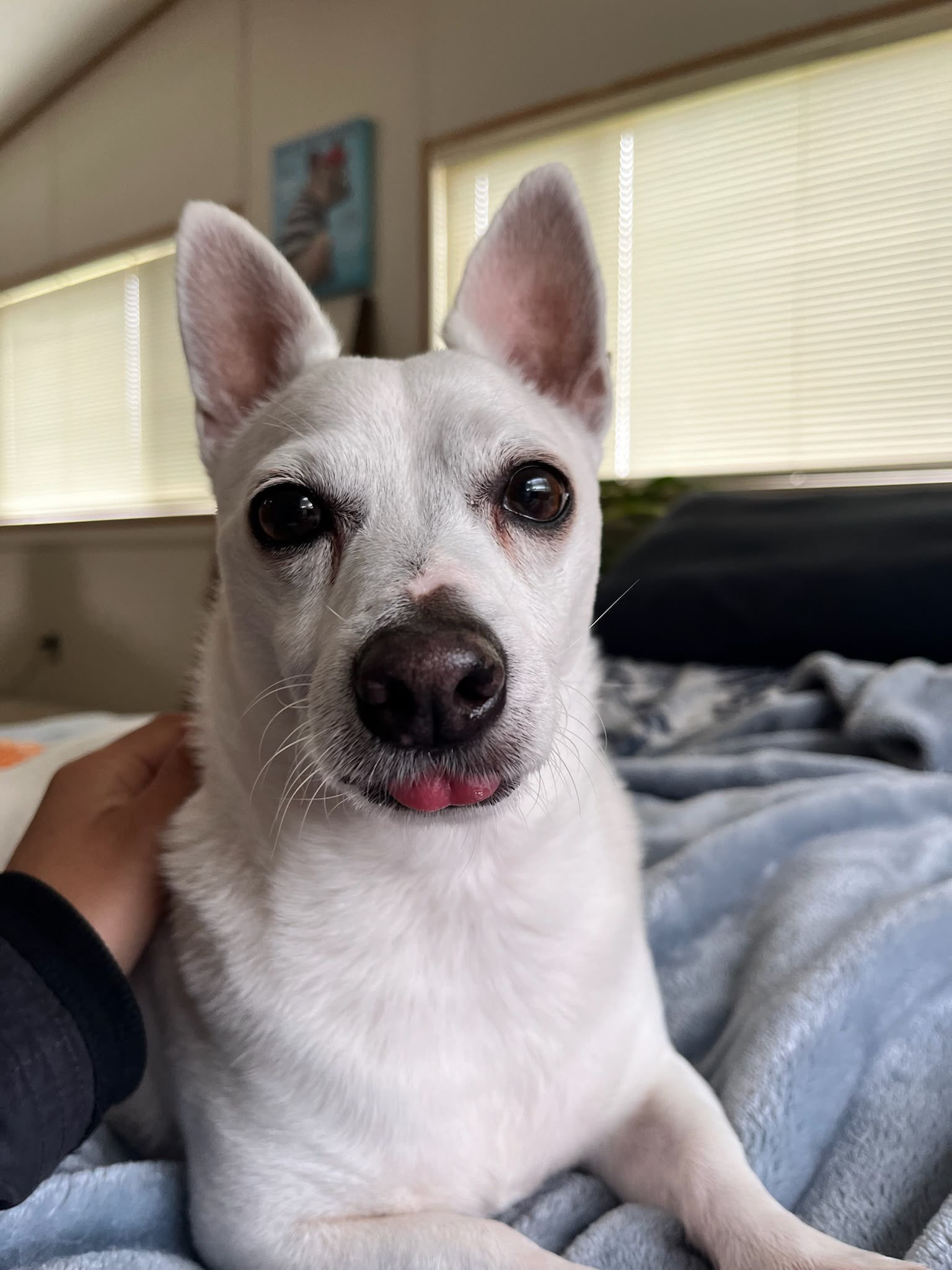 Samantha's dog